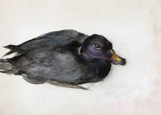 Mysterious Waterfowl Portrait