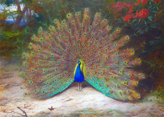 Majestic Plumage Display