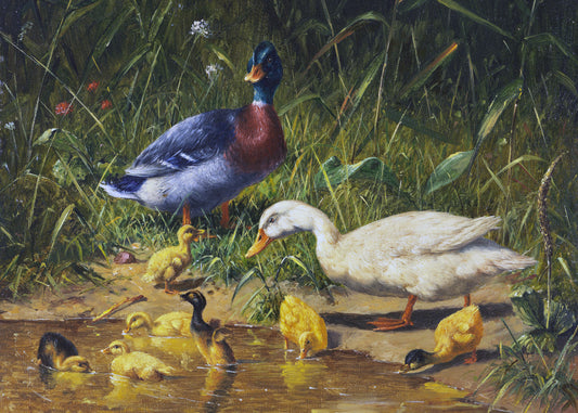 Duck Family Frolic