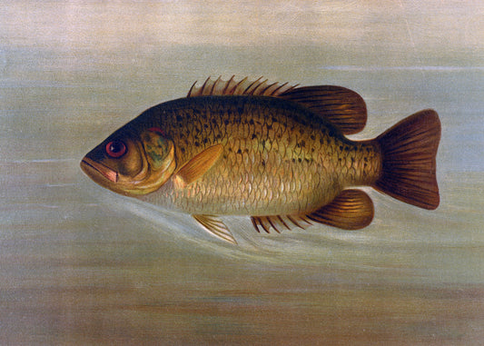 Golden Fish Portrait