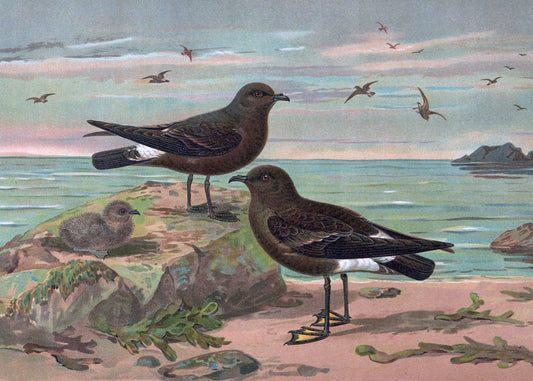 Seaside Avian Harmony