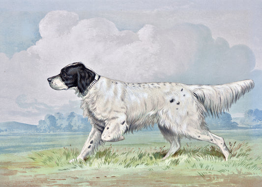 Graceful Canine Stride