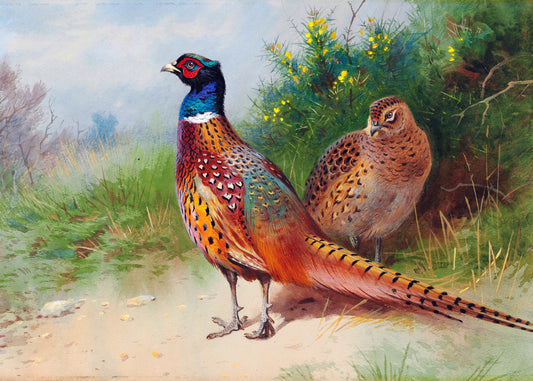 Vibrant Pheasant Pair