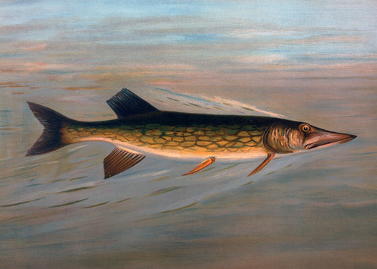 Swift Water Predator