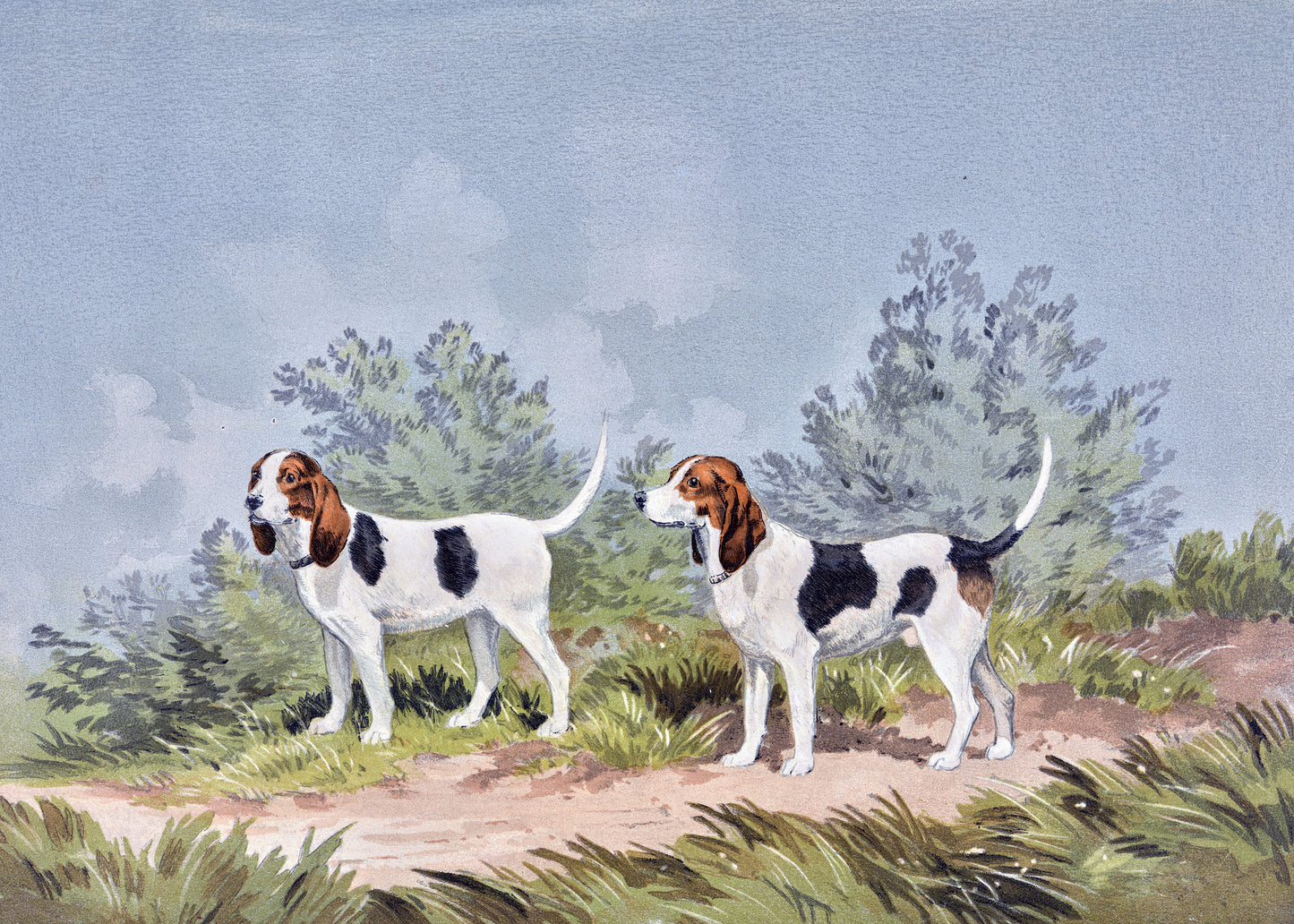 Field Companion Duo