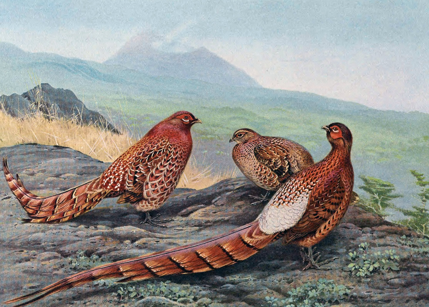 Majestic Pheasant Trio