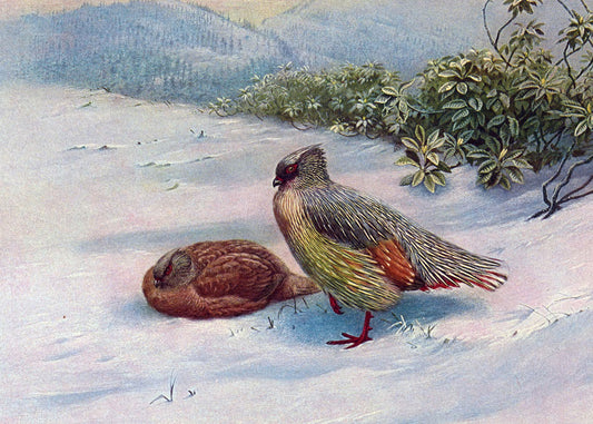 Winter Quail Serenity