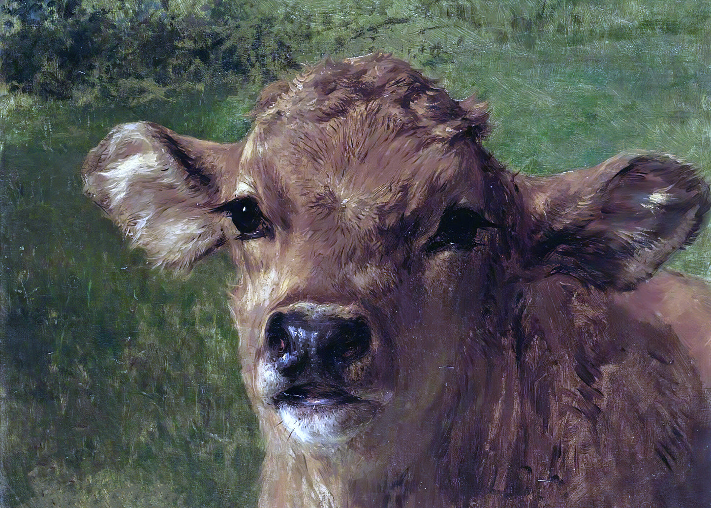Gentle Gaze Calf