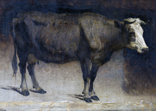 Stoic Bovine Portrait