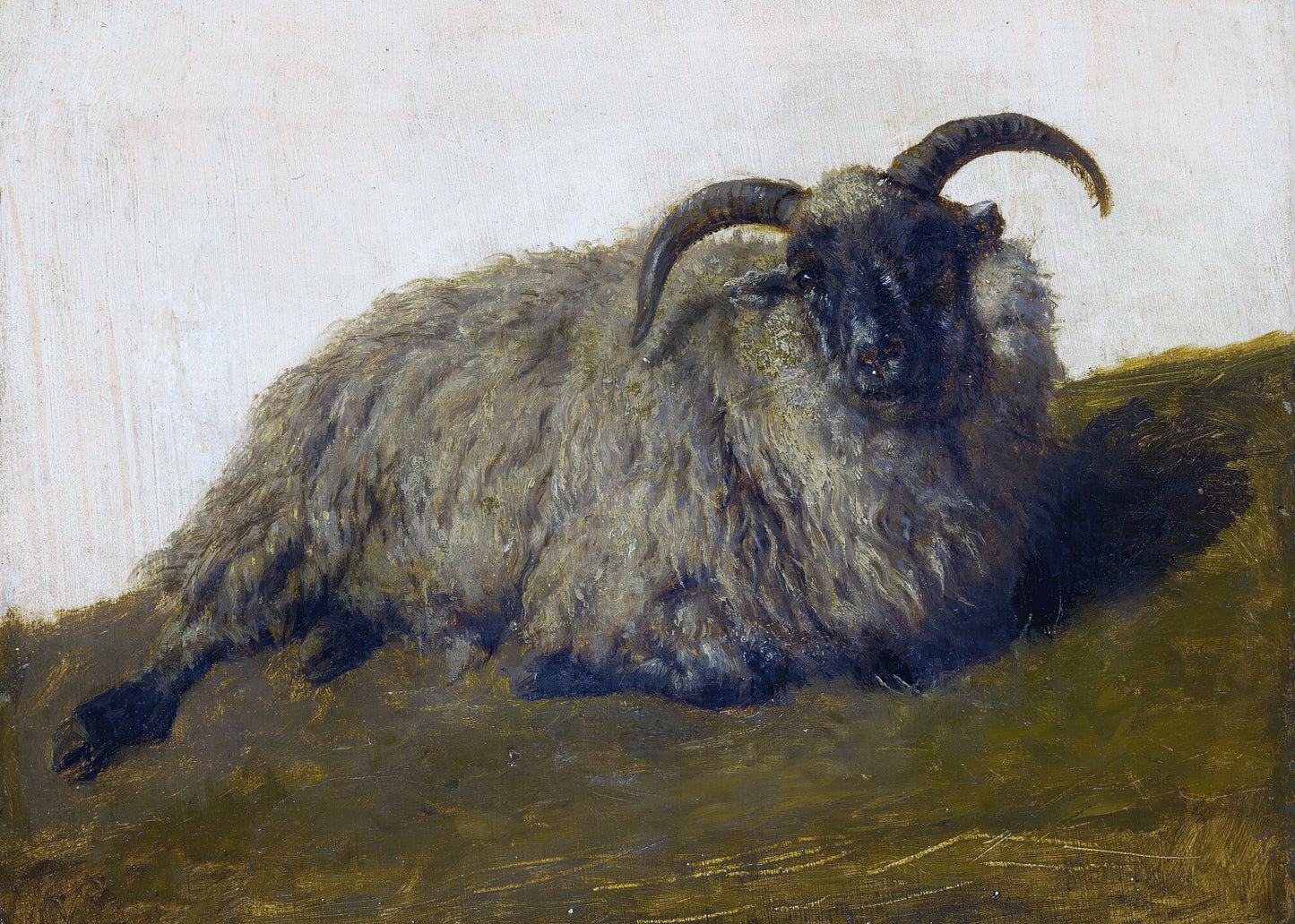 Resting Woolly Muse