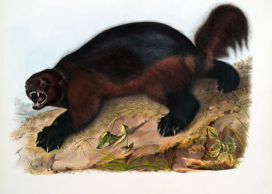 Fierce Wilderness Roamer