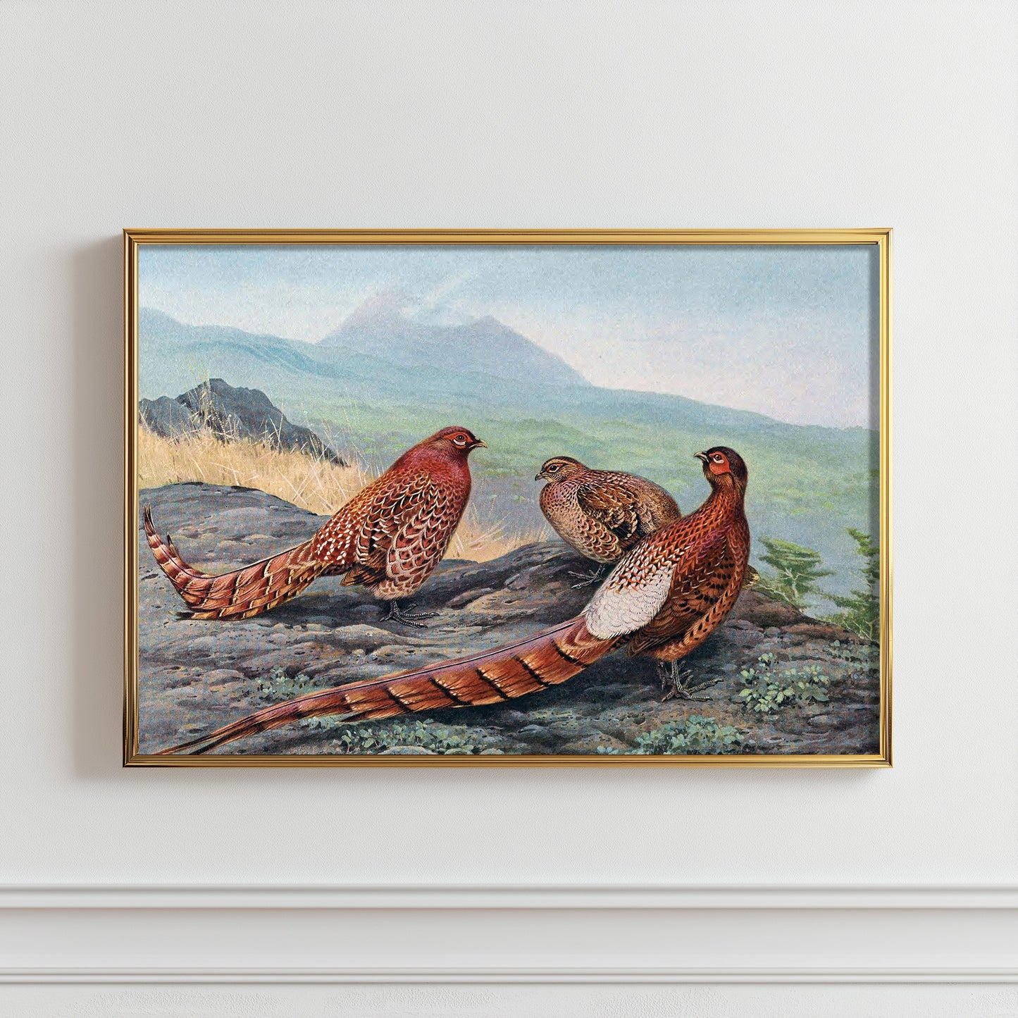 Majestic Pheasant Trio