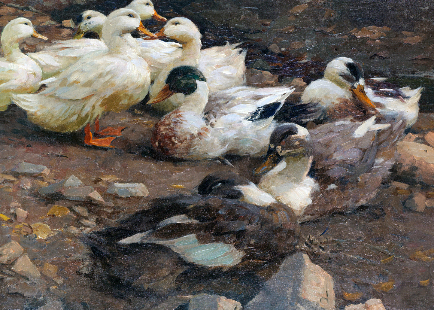 Tranquil Duck Gathering