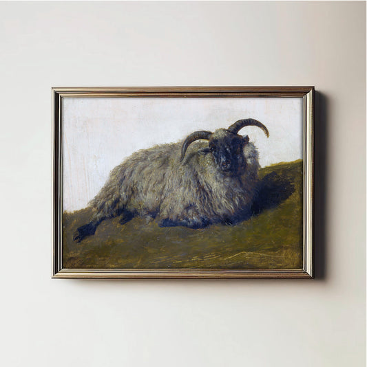 Resting Woolly Muse
