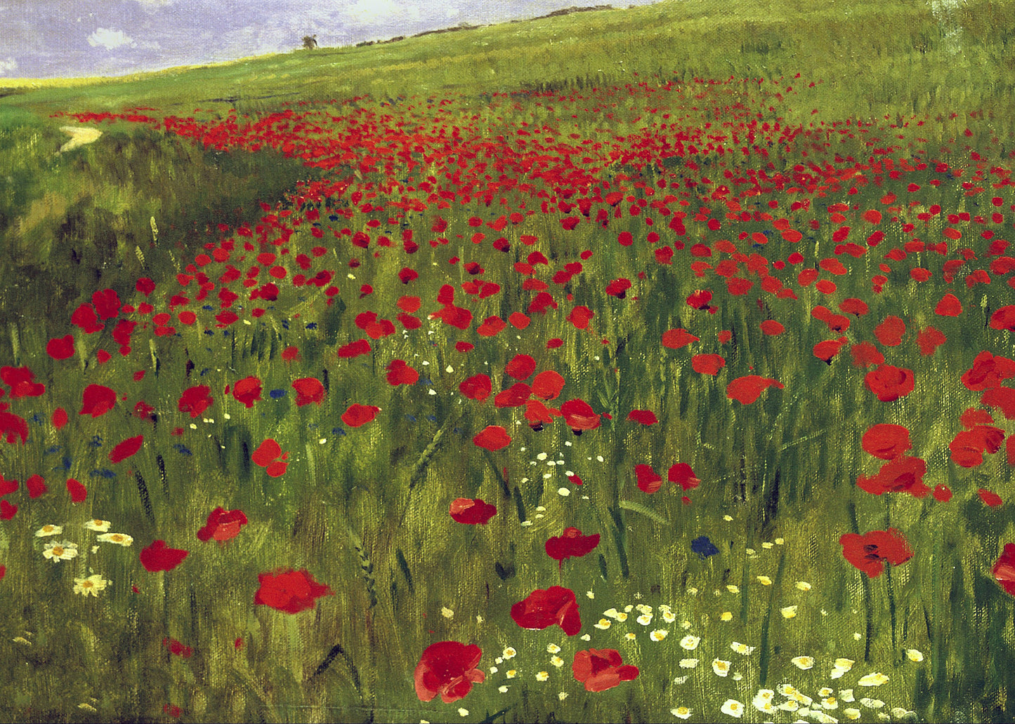 Poppy Field Dreams