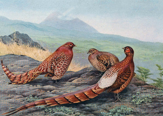 Majestic Pheasant Trio