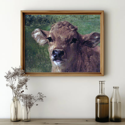Gentle Gaze Calf
